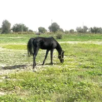 اسب|اسب و تجهیزات اسبسواری|بندرعباس, |دیوار