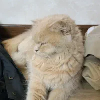 گربه بریتیش واگزاری