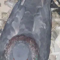 نقره ای ماده هم پرشی هم جفتگاه