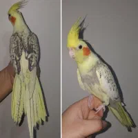 عروس هلندی نر و ماده ، همگی بالغ مست سخنگو