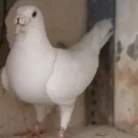 ماده بغدادی (قیمت استثنایی) متن خوانده شود