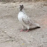 کبوتر  پرشی کاکلی
