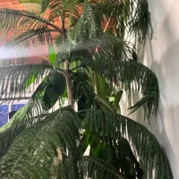 فروش|گل و گیاه طبیعی|خلخال, |دیوار