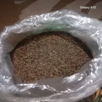 زیره کوهی درجه یک صدرصد