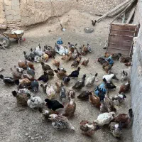 مرخانگی تخم گذار