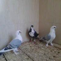 کبوتر خالدراز و ساتن