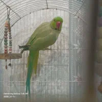 طوطی ملنگو نر جوان .بالغ و آماده