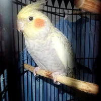 فروش عروس هلندی گل باقالی به همراه قفس