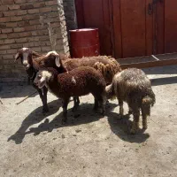 میش وبره افشاری