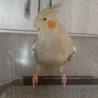 عروس هلندی ماده با دو جوجه