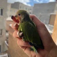 طوطی گمشده