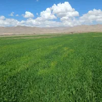کارگردائم جهت کارکشاورزی