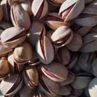 فروش پسته امسال بویین زهرا
