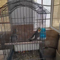 یک جفت عروس هلندی