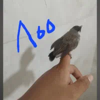 قناری