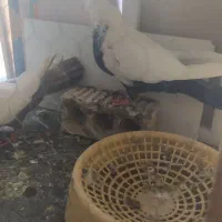 دمی