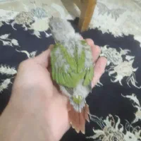 جوجه گیرینچیک سرلاکی