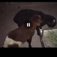بره علفخور