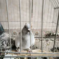کبوتر نژاد بلژیکی طاوسی پاپر و شامی پاپر