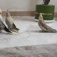 عروس هلندی