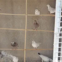 کفتر پرشی و جفت کن فروشی