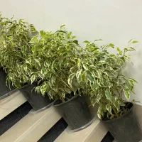انواع گل و‌گیاه اپارتمانی