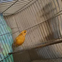 قناری مست خون