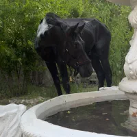 اسب مشکی واکسی مسابقه ای