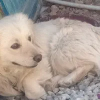 سگ پاپی پاکوتاه نر