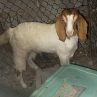 کهره