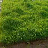 تم نشا کشاورزی