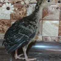 جوجه بوقلمون برنز سینه پهن انگلیسی