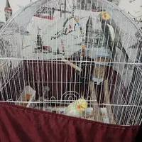 عروس هلندی جفت مولد با قفس و همه لوازم لونه و...