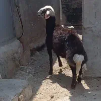 بره قوچ سر سفید