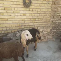 قوچ پلنگی