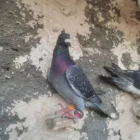 ستا کفتر بوم پرشی