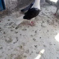 کبوتر