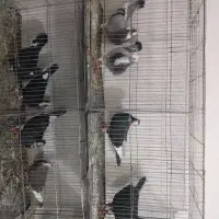 پرنده سرای رضایی