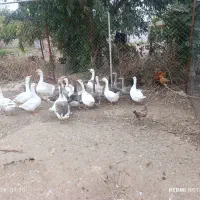 فروش غاز مرغ بوقلمون