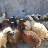 خرید و فروش دام زنده(بره میش شیشک
