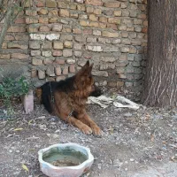 سگ ژرمن