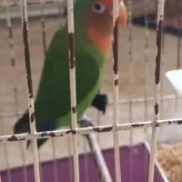 طوطی برزیلی