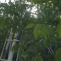 کشاورزی و باغداری