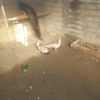 فروش فوری طاووس