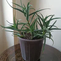آلوئه ورا شاخ بزی