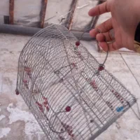 قفس سهره و قناری