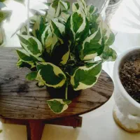 گل وقلمه گل