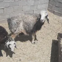 دو میش بره دار جوان ودرشت