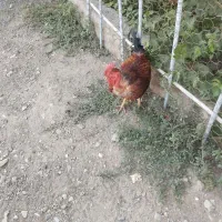 خروس