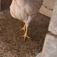 مرغ تخم گذار